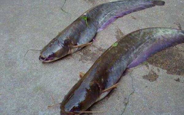 春季钓鲶鱼技巧大全