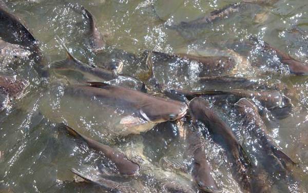 夏季钓鲶鱼技巧大全