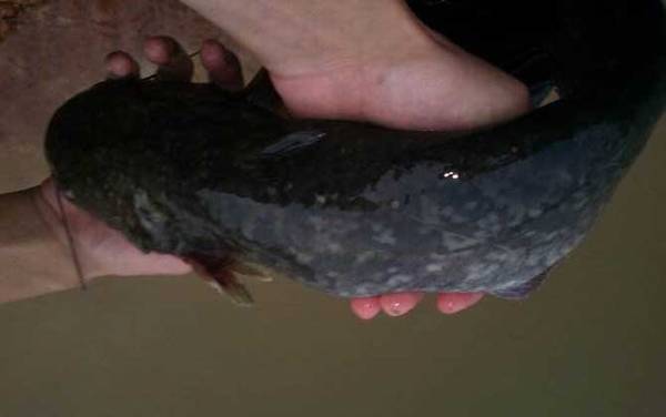 夏季钓鲶鱼技巧大全