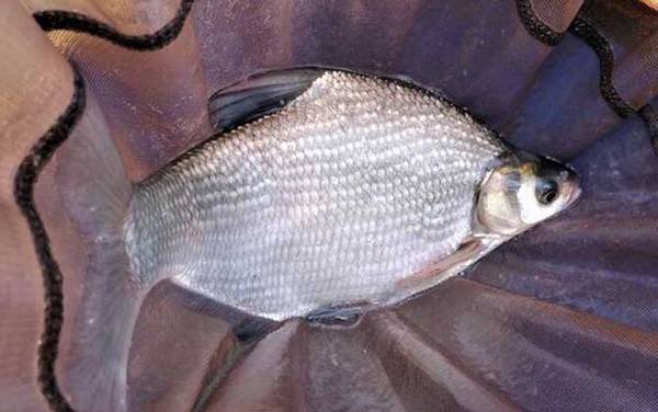 钓草鱼鳊鱼怎么调漂?