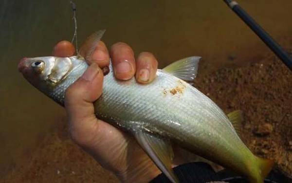 野钓鳊鱼钓底还是钓浮?