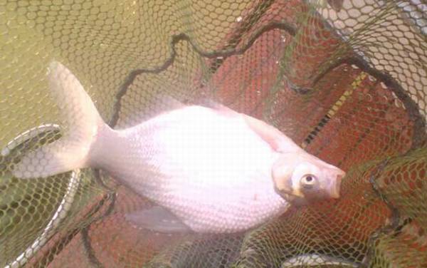 野钓鳊鱼钓底还是钓浮?