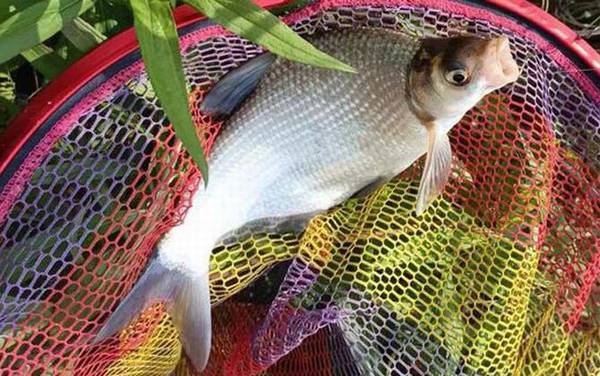 野钓鳊鱼钓底还是钓浮?