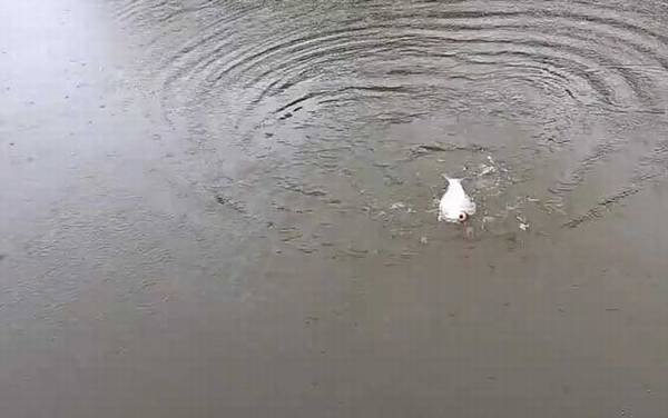 野钓鳊鱼钓底还是钓浮?