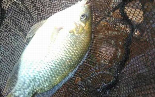 钓罗非鱼调几钓几顿口明显?