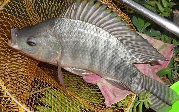 钓罗非鱼调几钓几顿口明显?