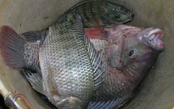 钓罗非鱼要不要沉底?