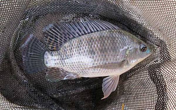 一天中什么时候钓罗非鱼最好?