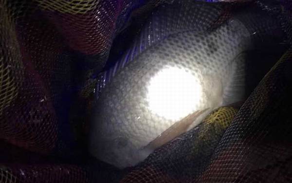 一天中什么时候钓罗非鱼最好?