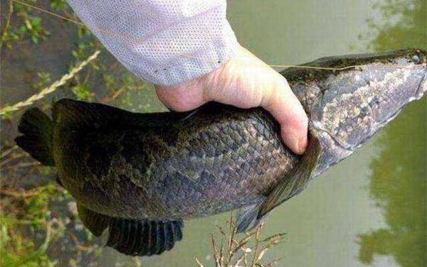 传统钓黑鱼有什么技巧?