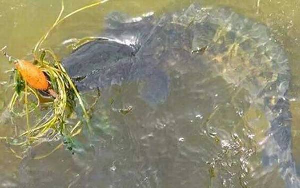 传统钓黑鱼有什么技巧?