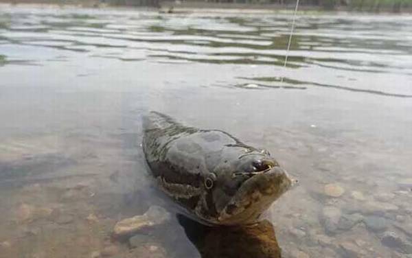 传统钓黑鱼有什么技巧?