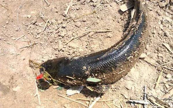 传统钓黑鱼有什么技巧?