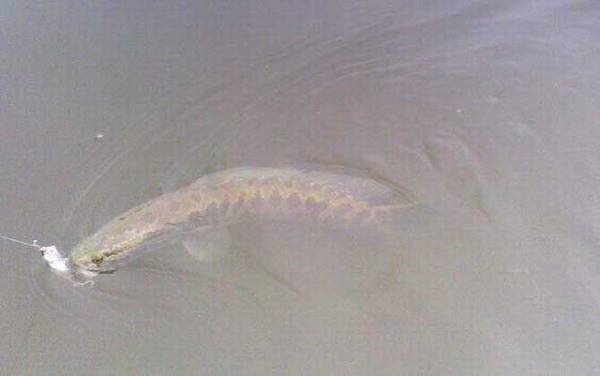 传统钓黑鱼有什么技巧?