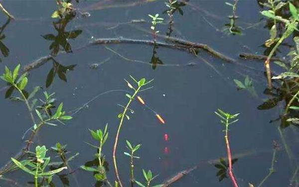 传统钓怎样调漂最灵敏?