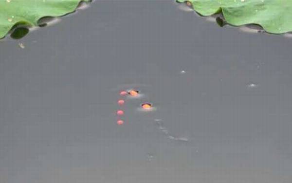 传统钓怎样调漂最灵敏?