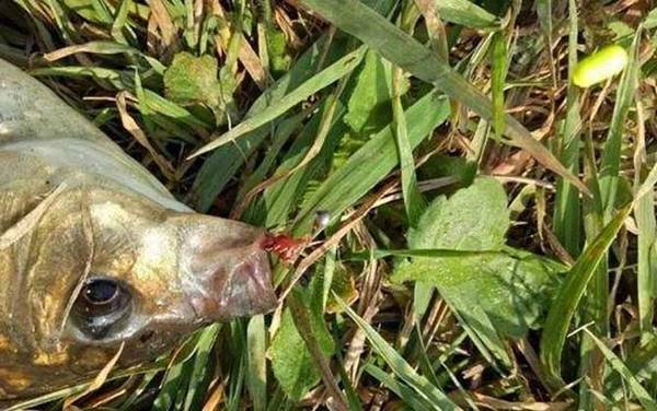 传统钓怎样调漂最灵敏?