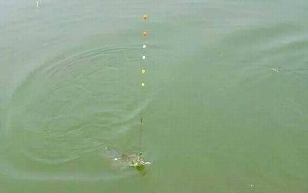 初学者用立漂还是七星漂?