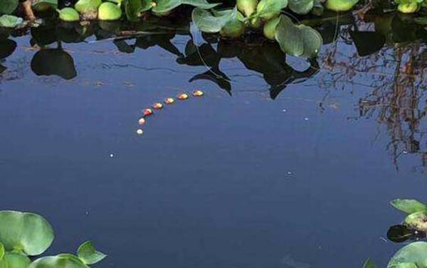 七星漂如何判断鱼上钩了?