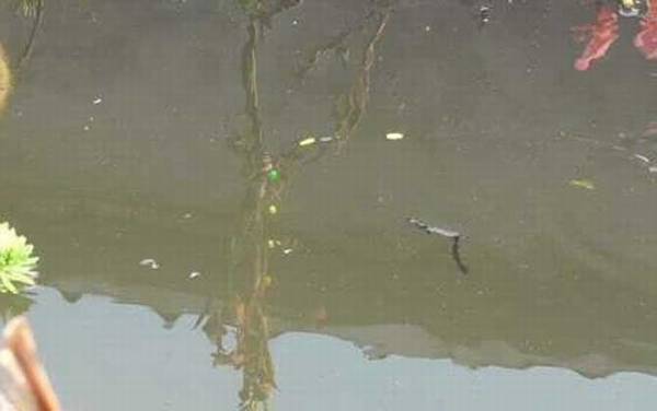 七星漂单钩通线怎么调漂?