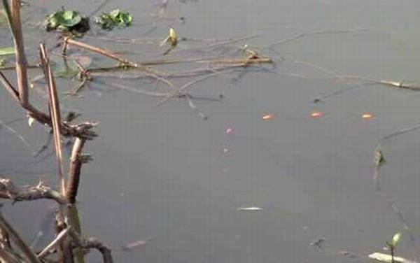 七星漂单钩通线怎么调漂?