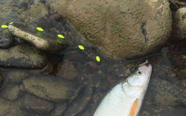 七星漂单钩通线怎么调漂?