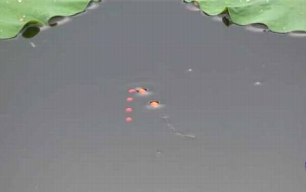 七星漂钓流水怎么不走漂?