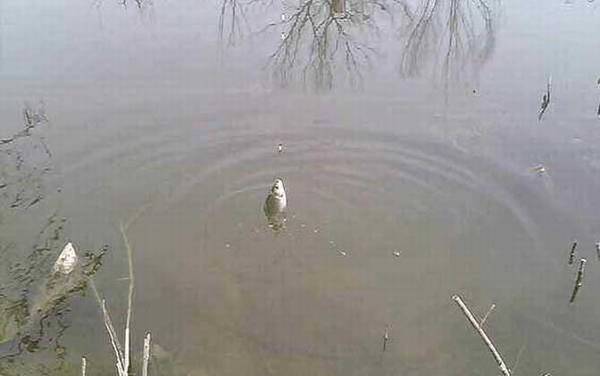 七星漂钓流水怎么不走漂?