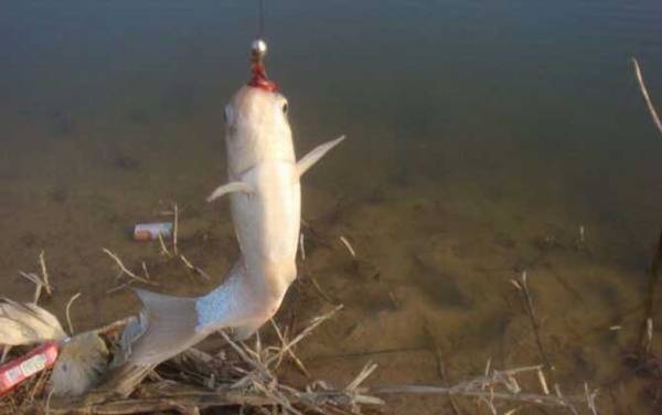 野钓实用技巧大全