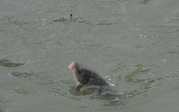 野钓实用技巧大全