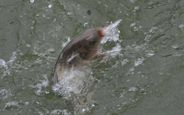 野钓怎么选择钓位?