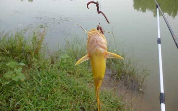 野钓调漂调几钓几最好?