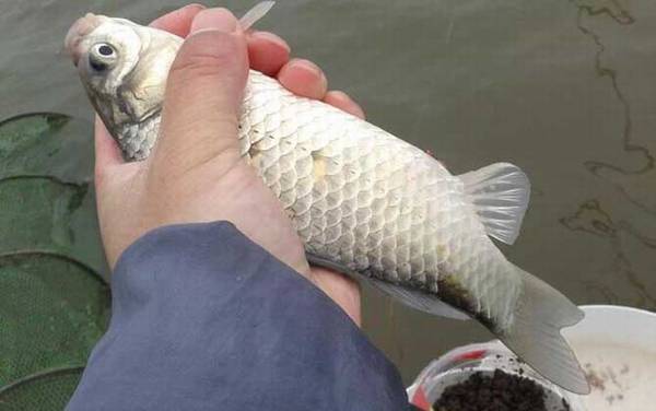 野钓怎么打窝效果好?