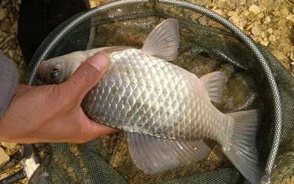 野钓怎么打窝效果好?