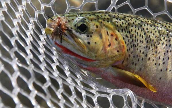 矶钓实用技巧大全