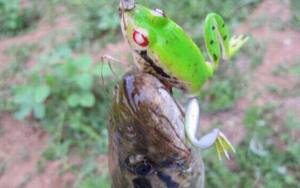 路亚雷蛙的操作技巧