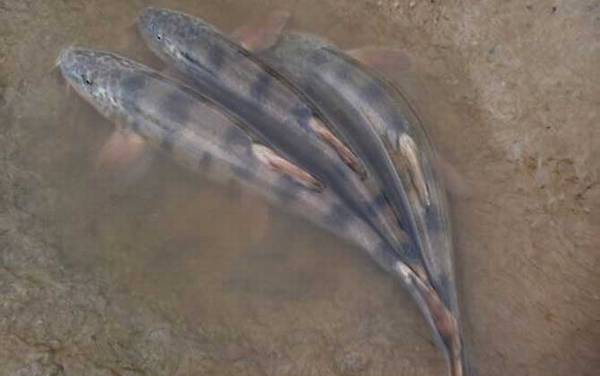 传统钓实用技巧大全