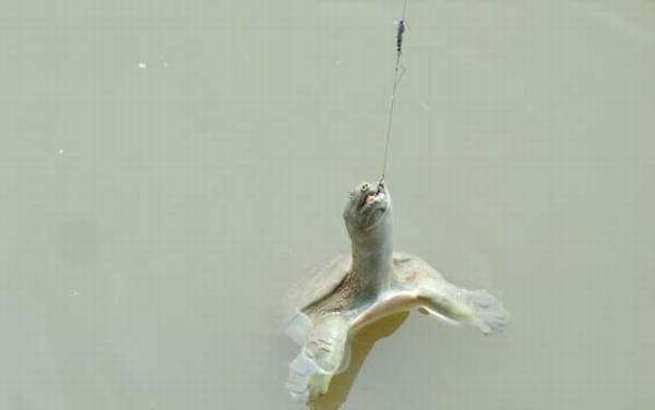 传统钓实用技巧大全