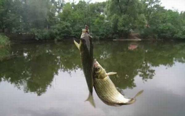 溪流钓有哪些钓法?