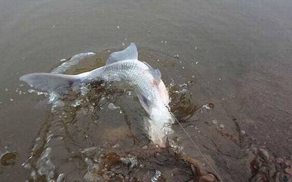 溪流钓有哪些钓法?