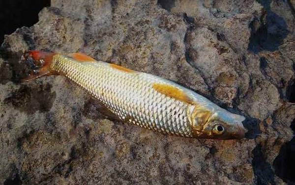 溪流钓实用技巧大全