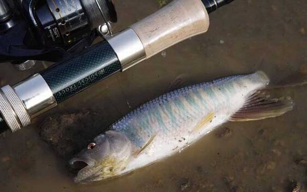 溪流钓怎么选钓位?