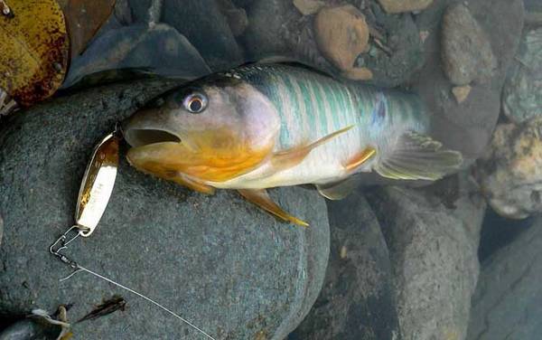 溪流钓怎么选钓位?