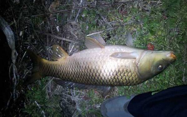 晚上钓鱼真的好钓吗?