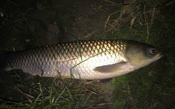 夜钓实用技巧大全