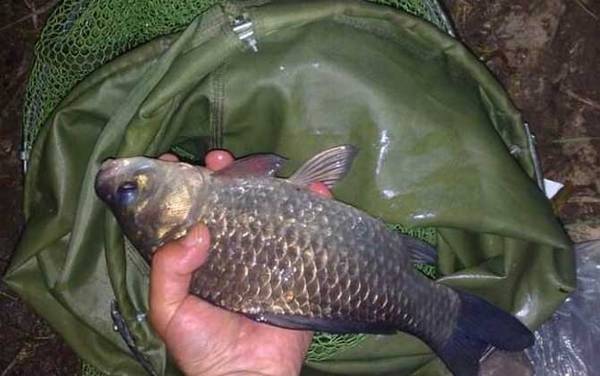 夜钓怎么选钓位?