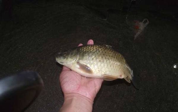 晚上钓鱼真的好钓吗?