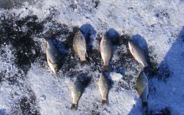 冰钓怎么找鱼窝?