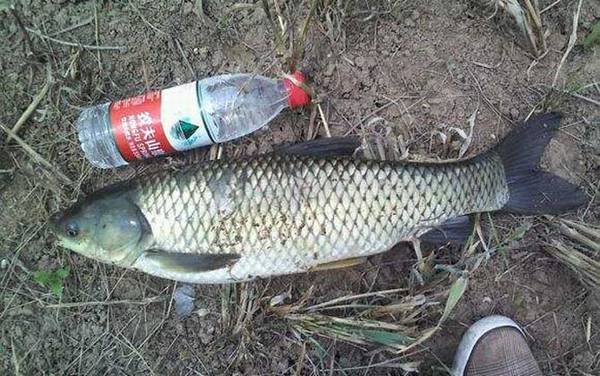 草鱼钓法实用技巧大全