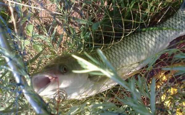 钓草鱼有什么技巧?